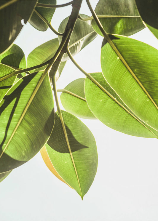 Sunlit Leaves | Canvas