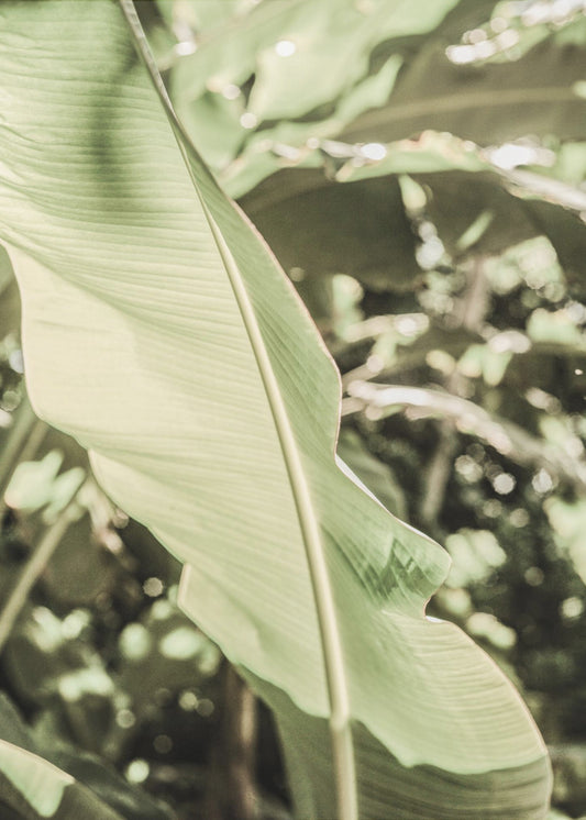 Emerald Canopy | Poster