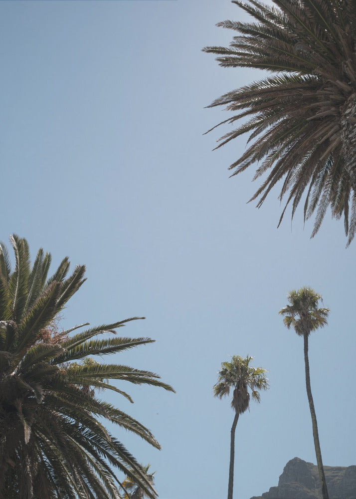 Sunny Palm Heights | Canvas