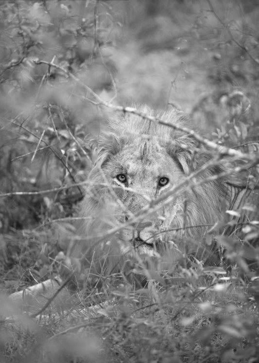 Hidden Majesty | Canvas