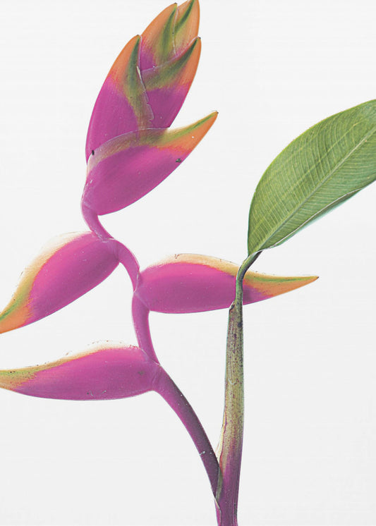 Tropical Elegance | Canvas