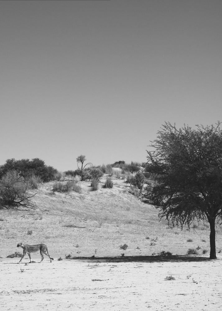 Cheetah's Solitude | Poster