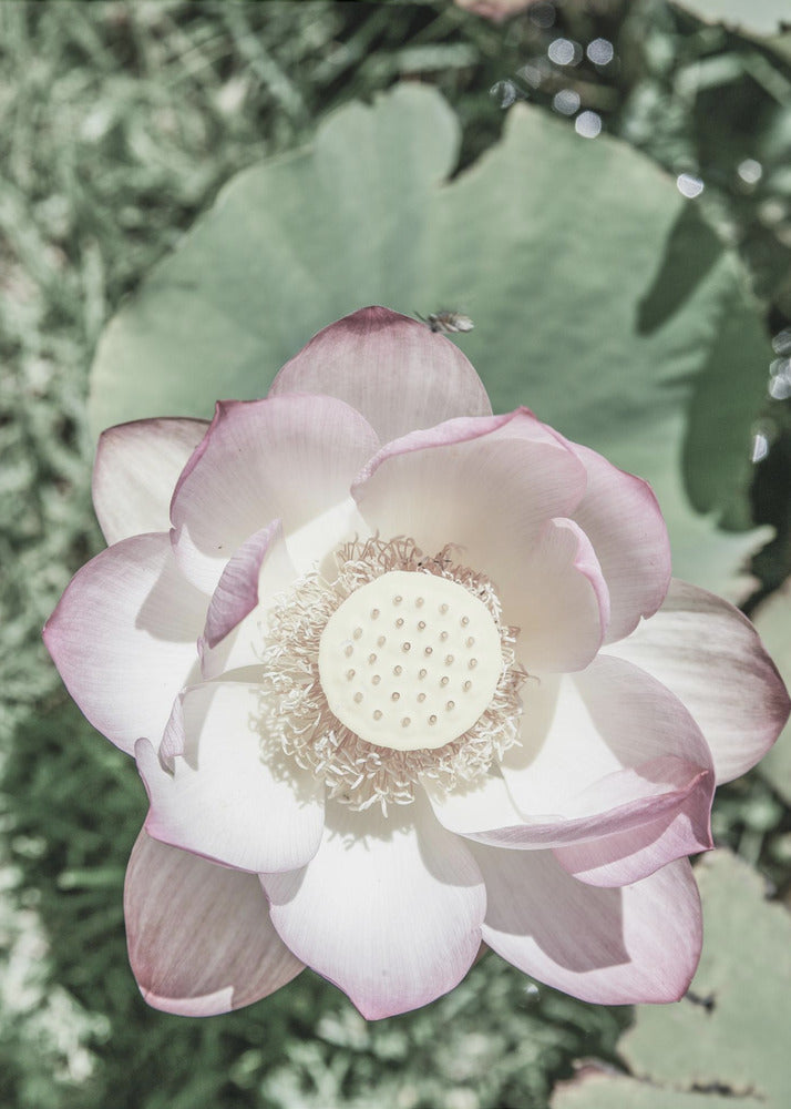 Lotus Serenity | Canvas