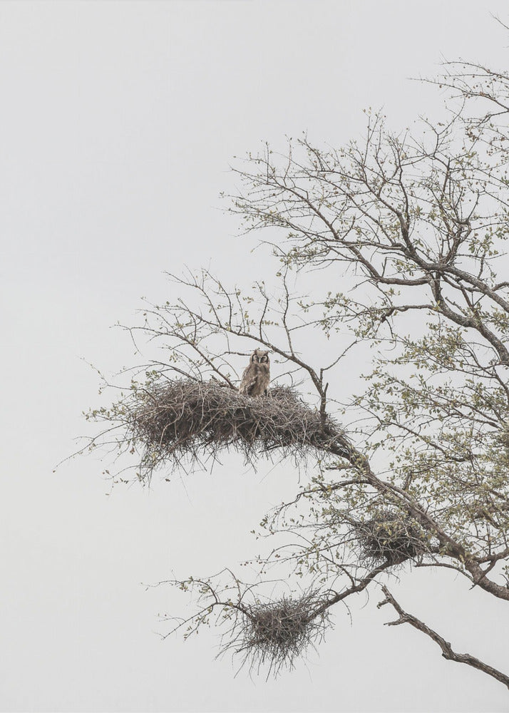 Owl&#039;s Perch | Canvas