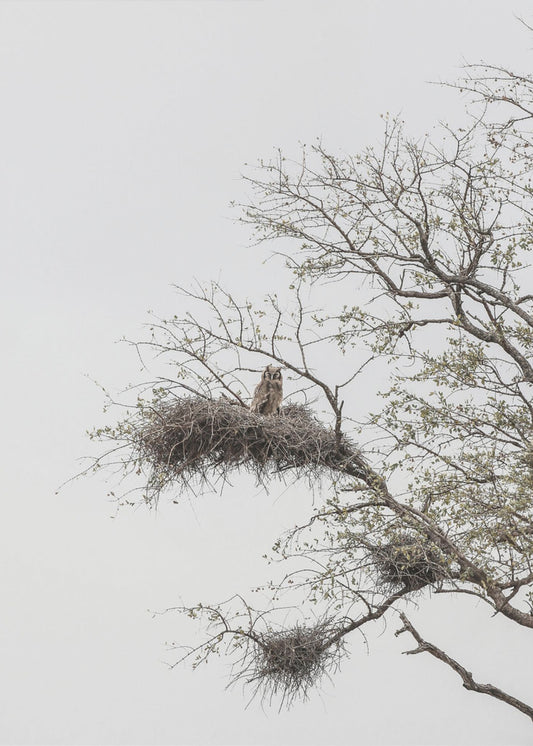 Owl&#039;s Perch | Canvas