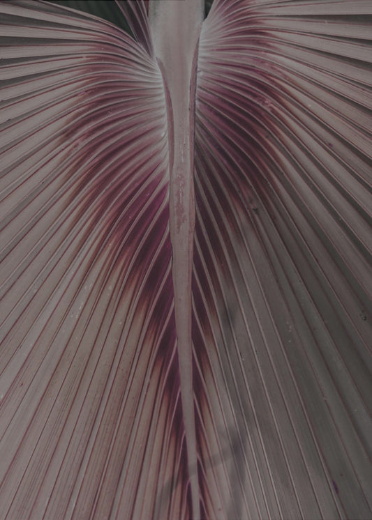 Crimson Leaf Veins | Poster