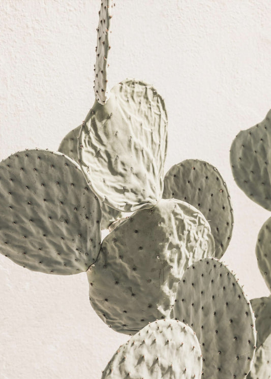 Prickly Elegance | Canvas