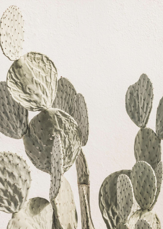 Cactus Serenity | Canvas