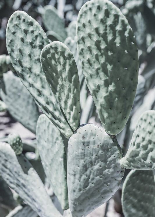 Desert Serenity | Canvas