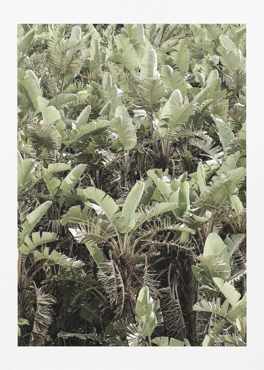 Verdant Canopy | Canvas