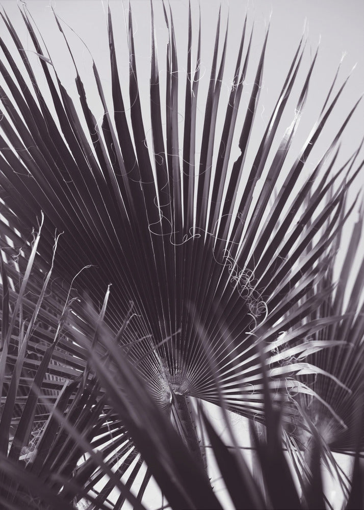 Palm Whisperings | Canvas