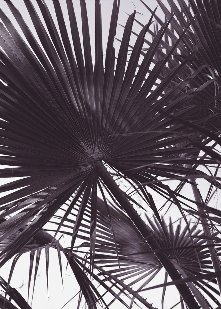 Palm Silhouette | Canvas