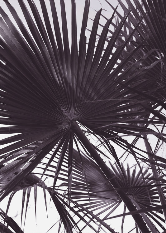 Palm Silhouette | Canvas