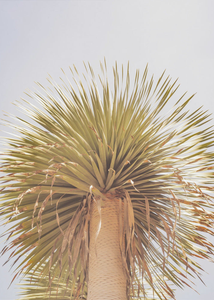 Desert Crown | Canvas