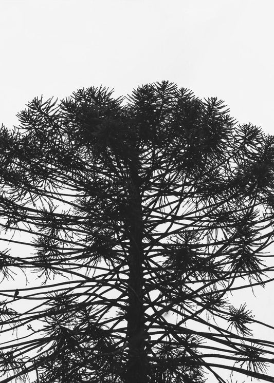 Silhouetted Symmetry | Poster