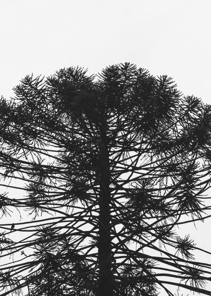 Silhouetted Symmetry | Canvas