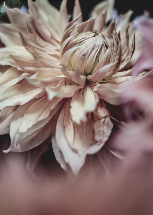 Blossom Whispers | Canvas