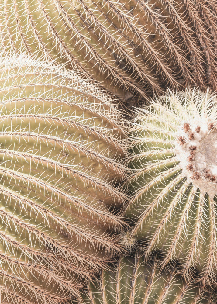 Spiral of Spines | Canvas