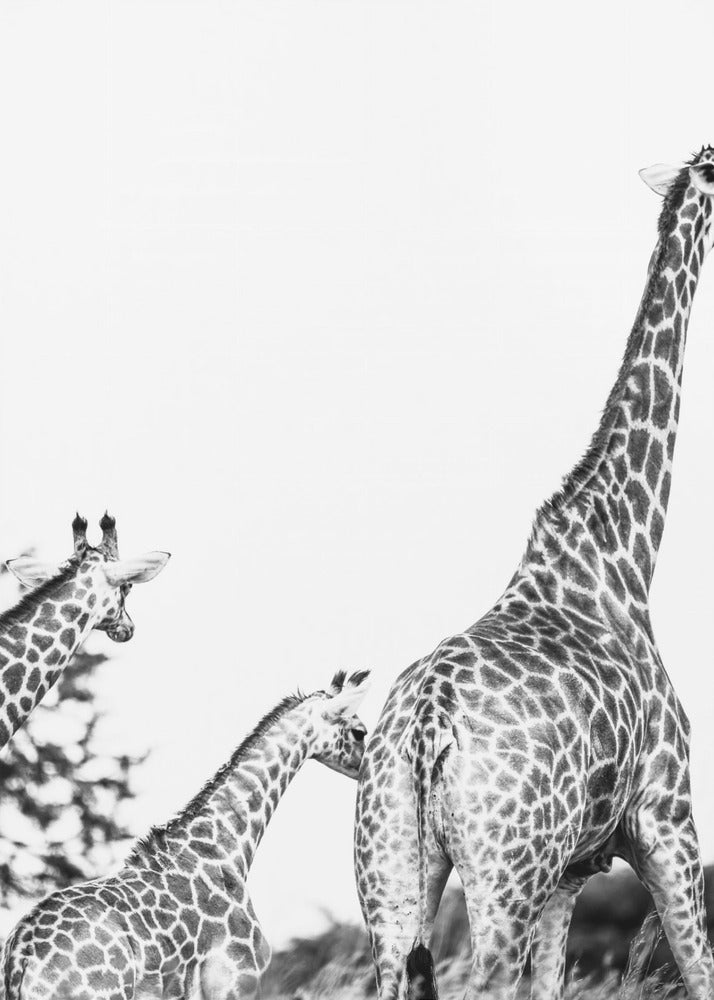 Giraffe Family Stroll | Canvas