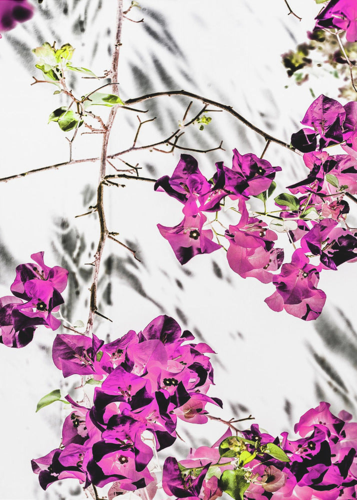 Vibrant Petal Dance | Canvas