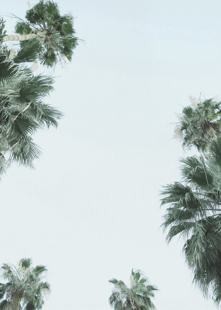 Palm Tree Serenity | Poster