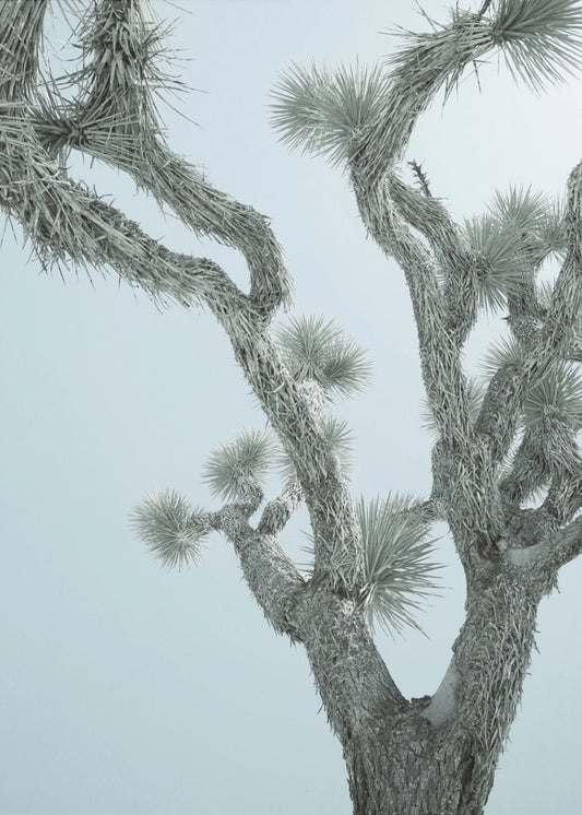 Desert Elegance | Canvas