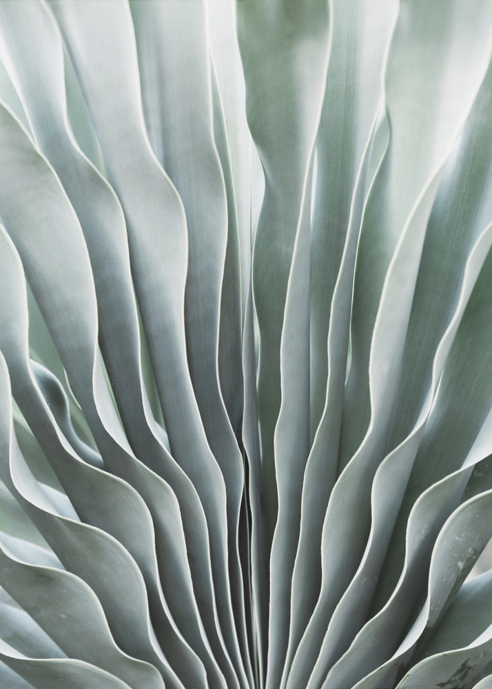 Nature&#039;s Grace | Canvas