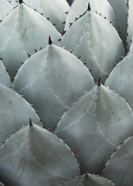 Agave Symmetry | Canvas