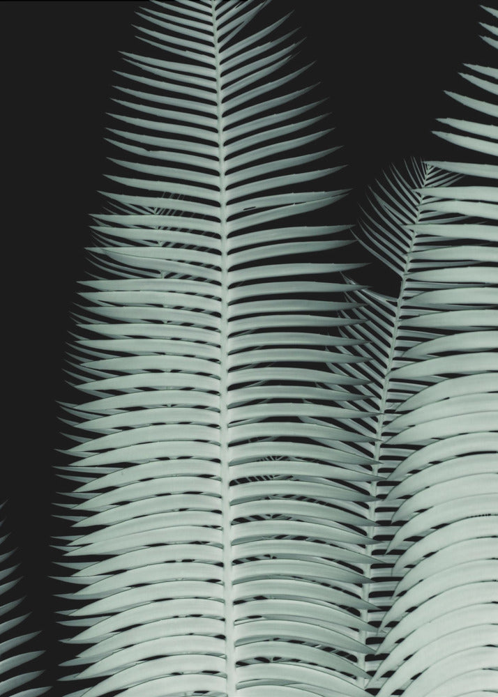 Silver Fronds Symphony | Canvas