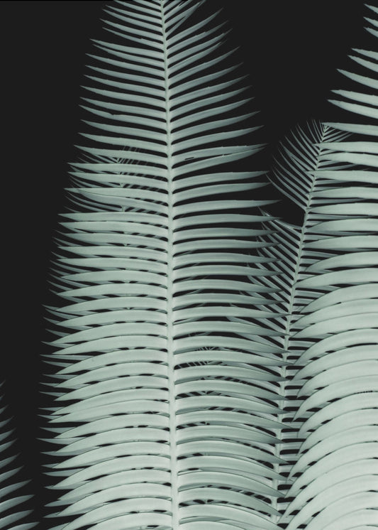 Silver Fronds Symphony | Canvas