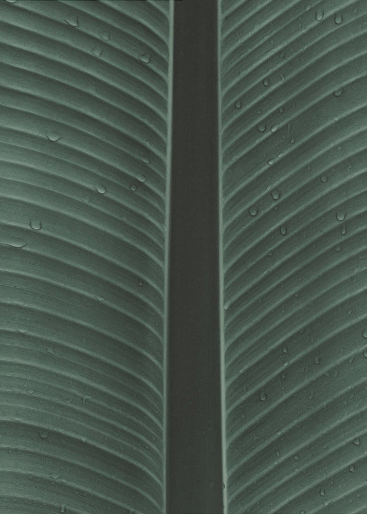 Dewy Leaf Symphony | Canvas