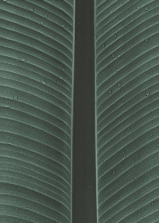 Dewy Leaf Symphony | Canvas