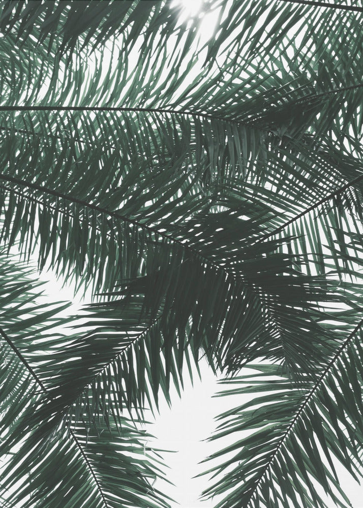 Sunlit Palms Canopy | Poster