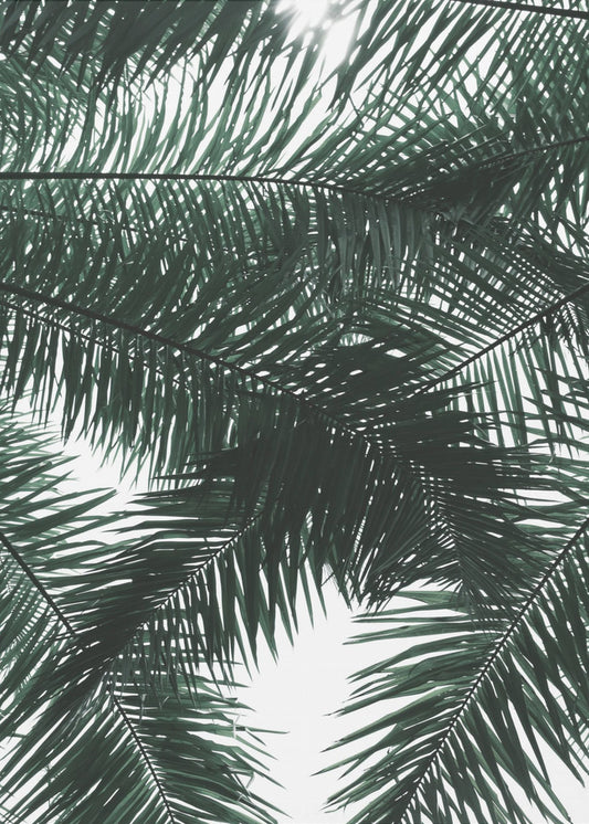 Sunlit Palms Canopy | Canvas