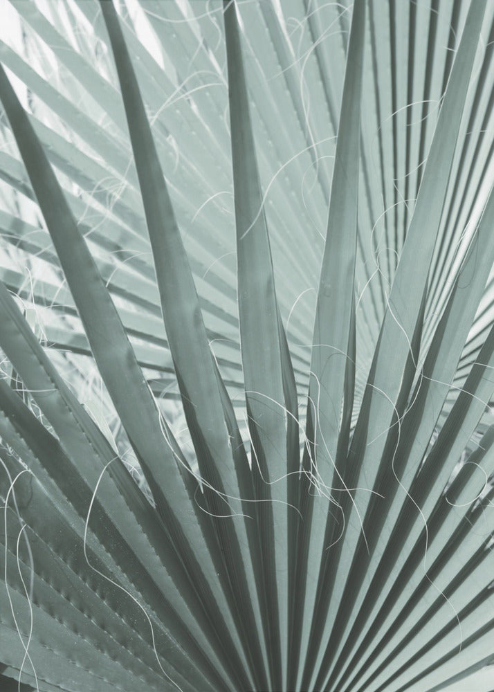 Frond Geometry | Canvas