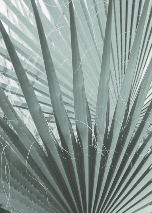 Frond Geometry | Canvas