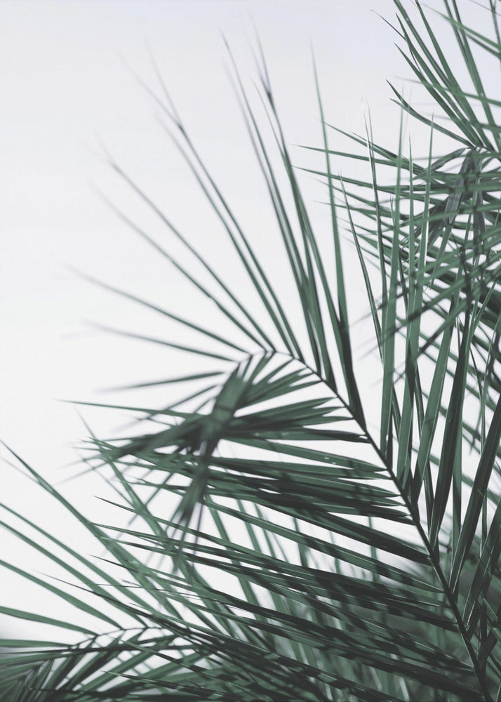 Whispering Palms | Canvas