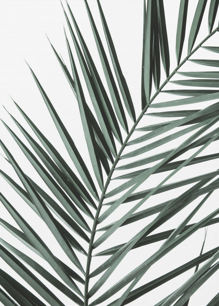 Leafy Elegance | Canvas