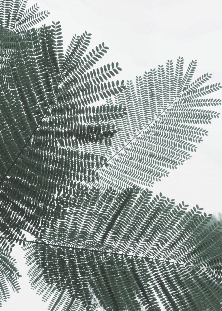 Fern Whispering | Canvas