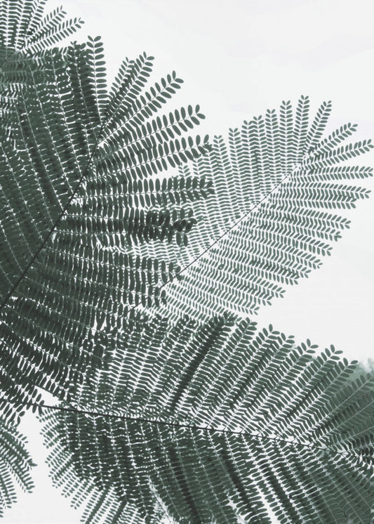 Fern Whispering | Canvas