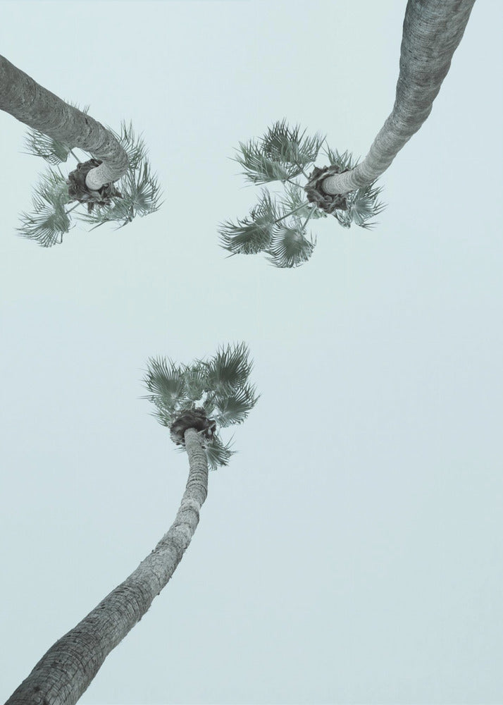 Skyward Palms | Canvas