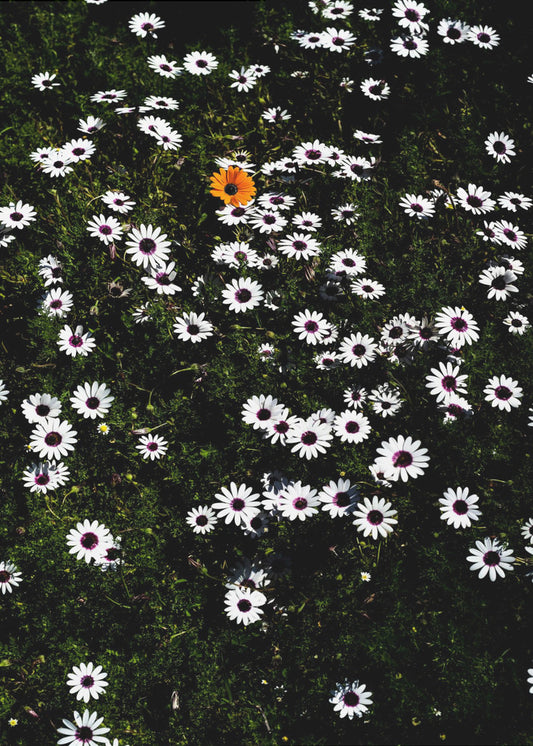 Unique Blossom | Canvas