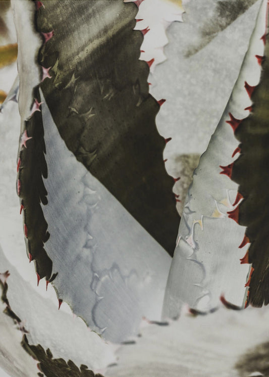 Desert Elegance | Canvas