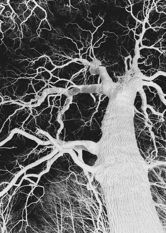 Inverse Arbor Essence | Canvas