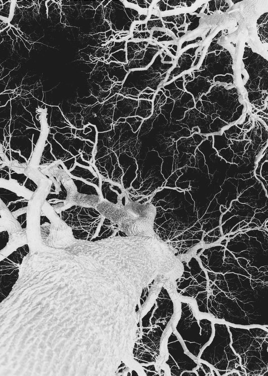 Winter&#039;s Veins | Canvas