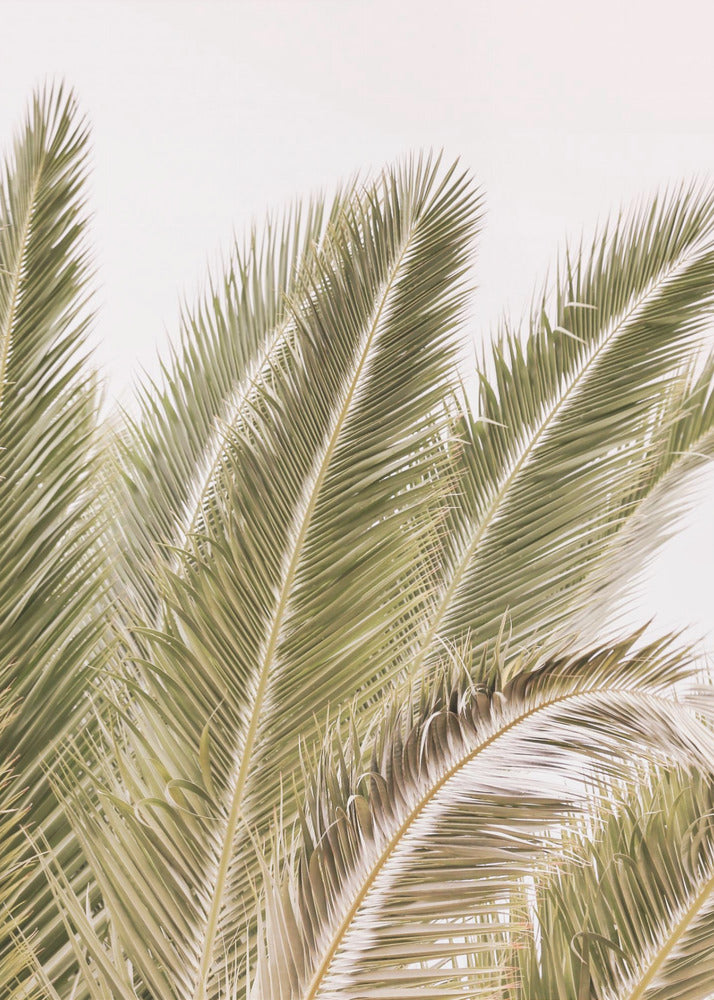 Fronds in the Breeze | Canvas