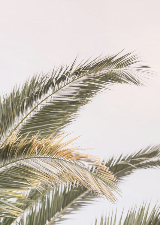Serene Palms Sway | Canvas