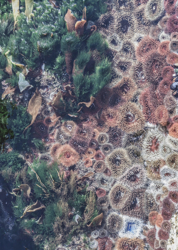 Ocean&#039;s Tapestry | Canvas