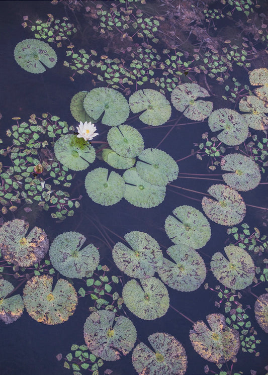 Lily Serenity | Poster