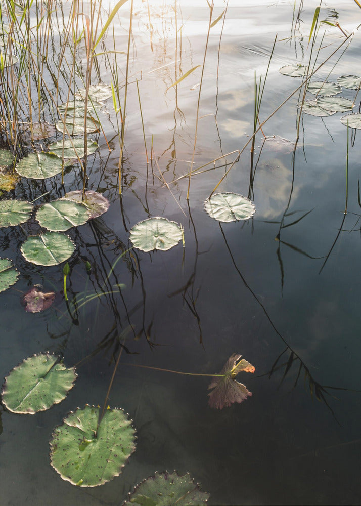 Lily&#039;s Tranquil Dawn | Canvas
